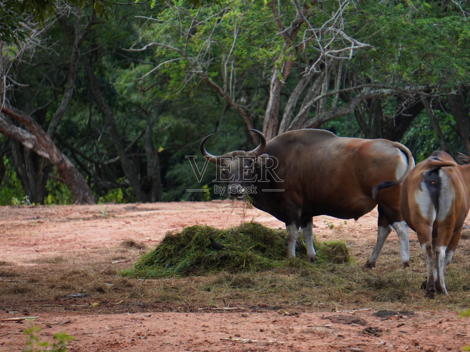 圈养的班腾牛群在进食照片摄影图片