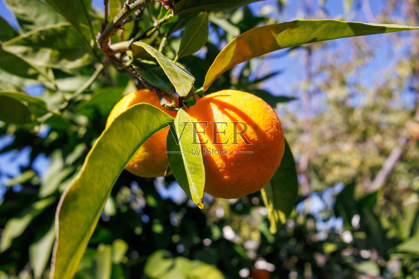 树上橘子挂在枝头的景象照片摄影图片