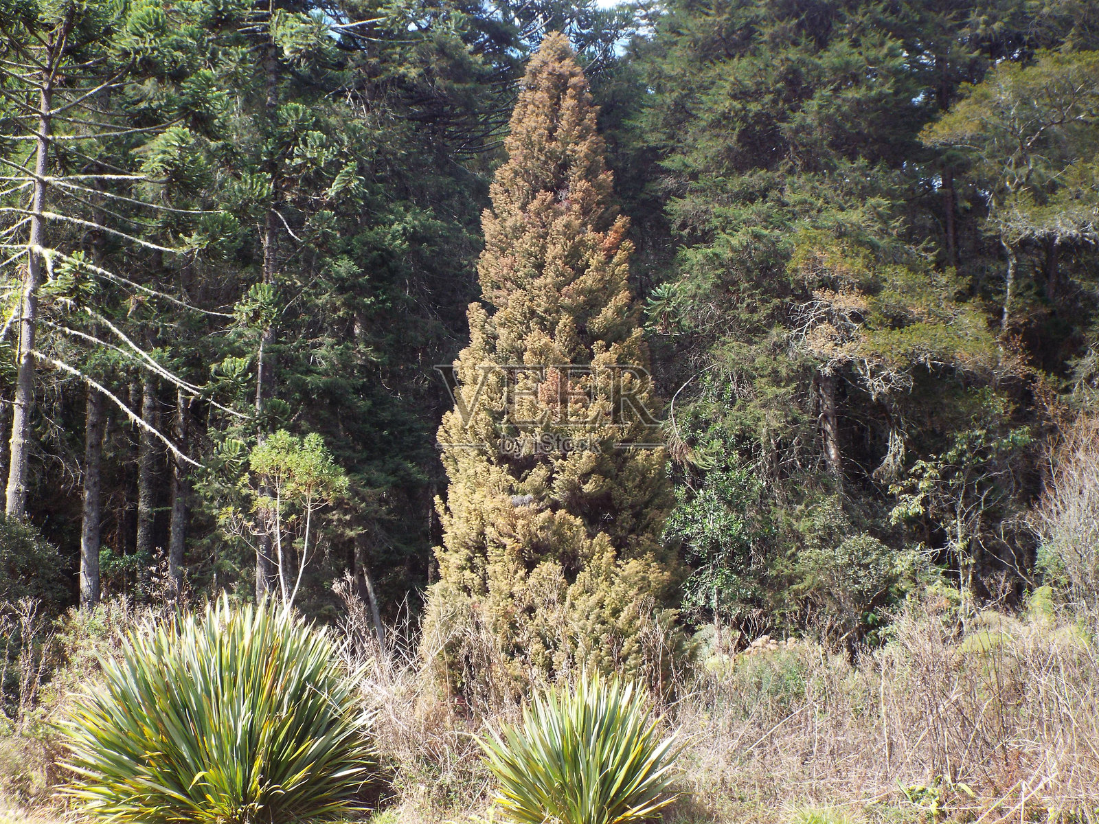 花朵、树木和多样的自然照片摄影图片
