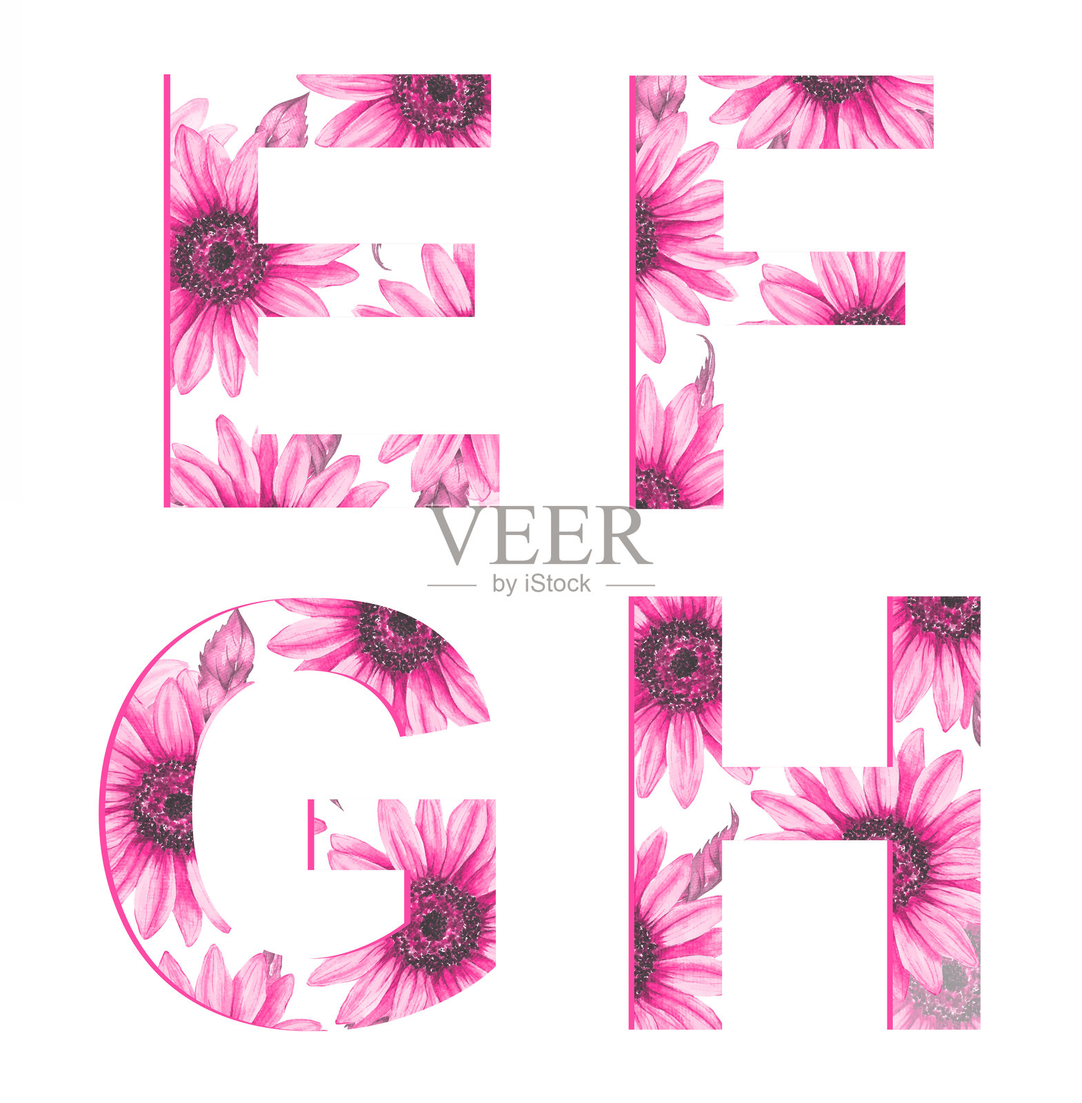 白色背景上的向日葵字母集合。照片摄影图片