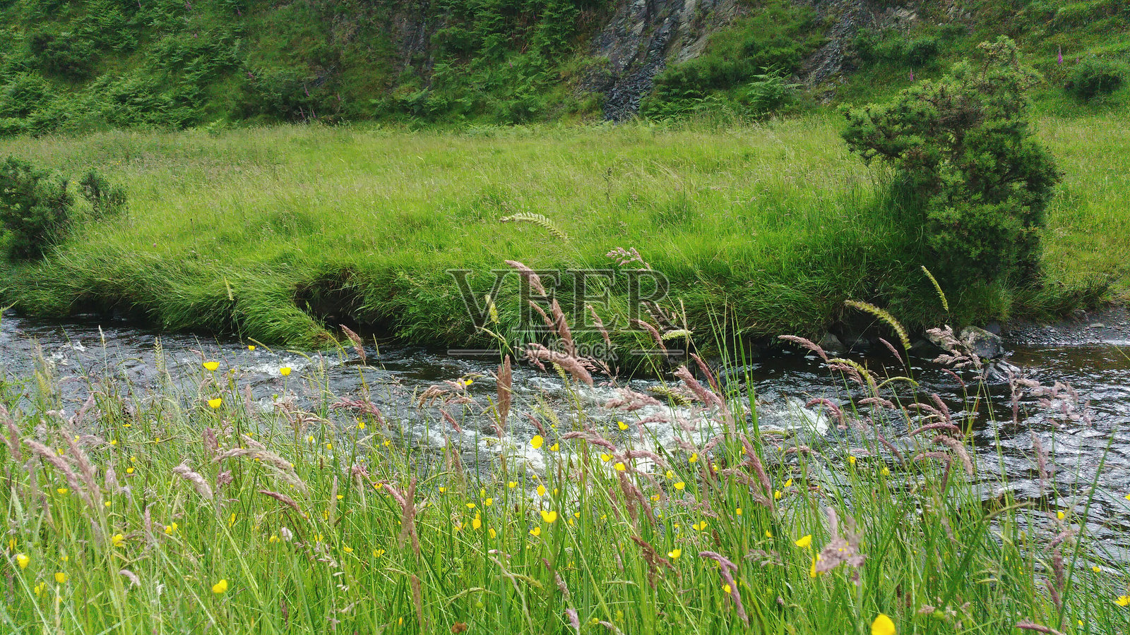 在草地上生长的植物照片摄影图片