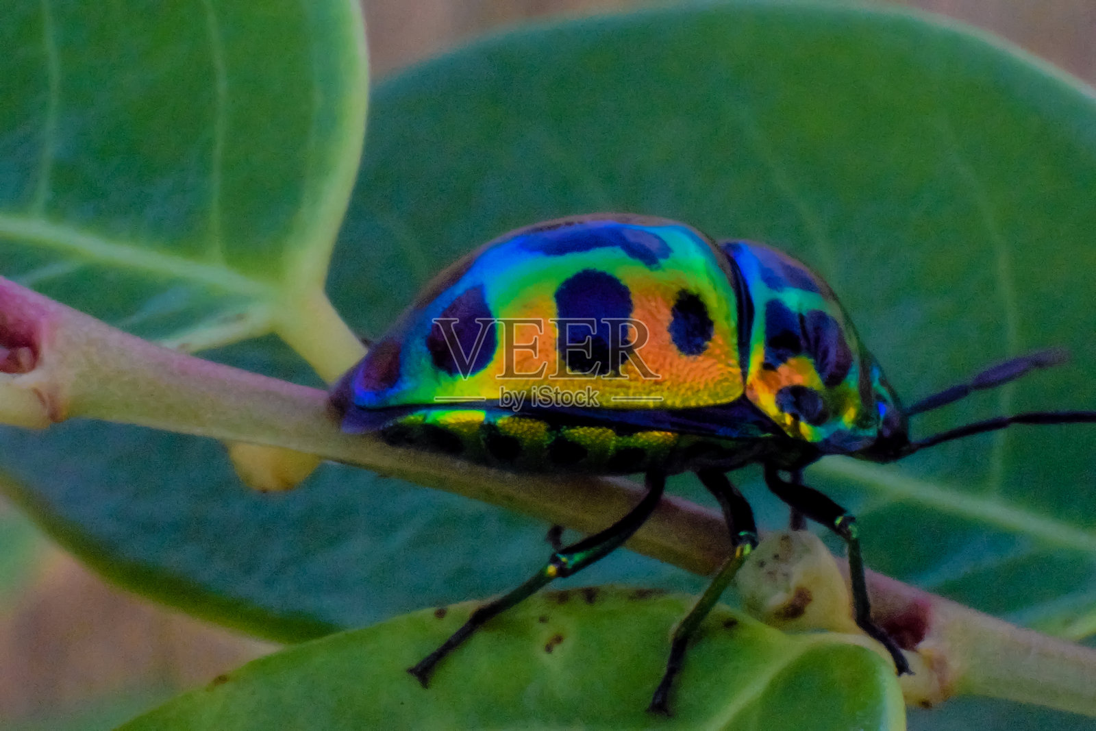 甲虫栖息在叶子上的特写镜头照片摄影图片