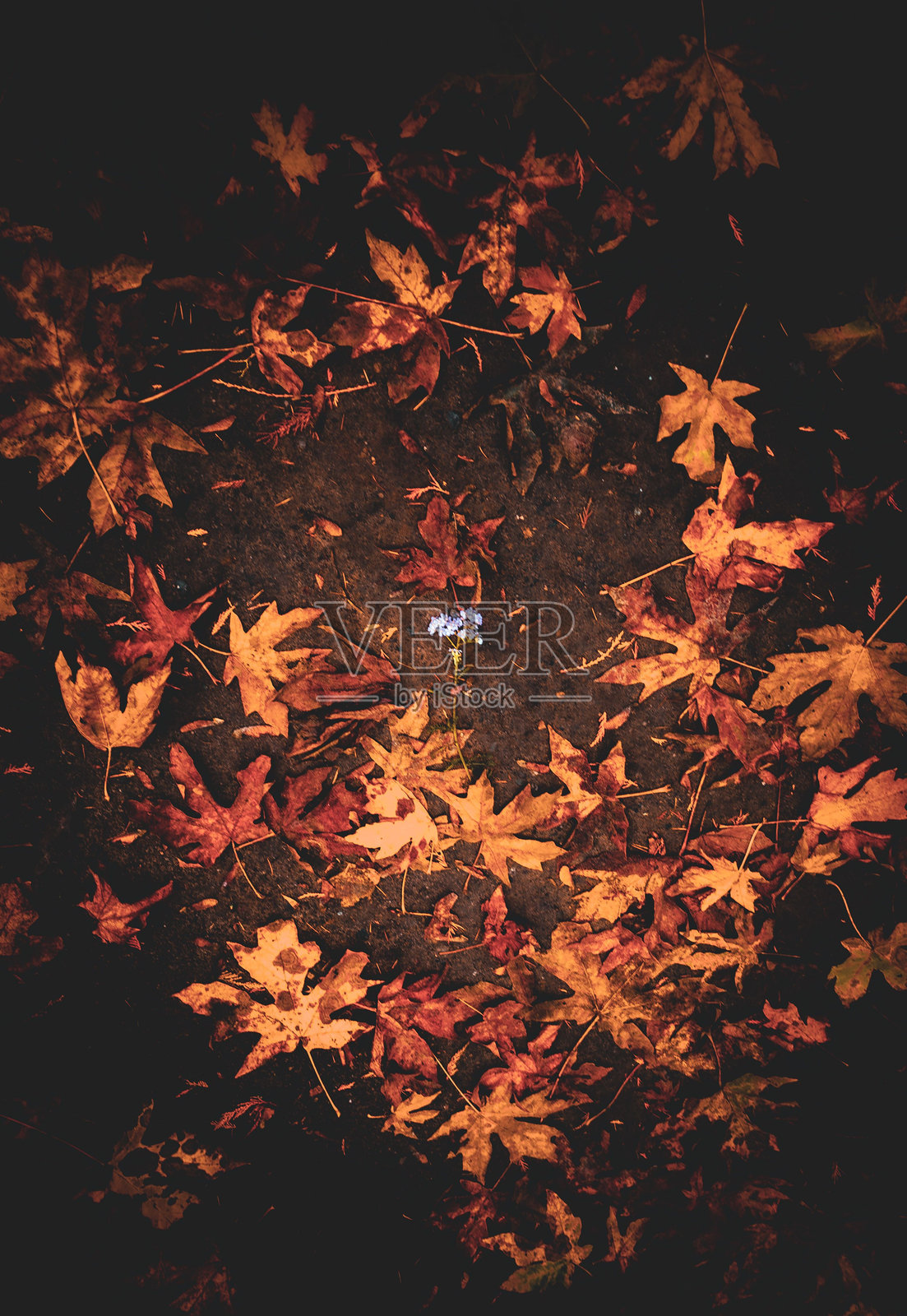 孤独的蓝花在秋叶中绽放照片摄影图片