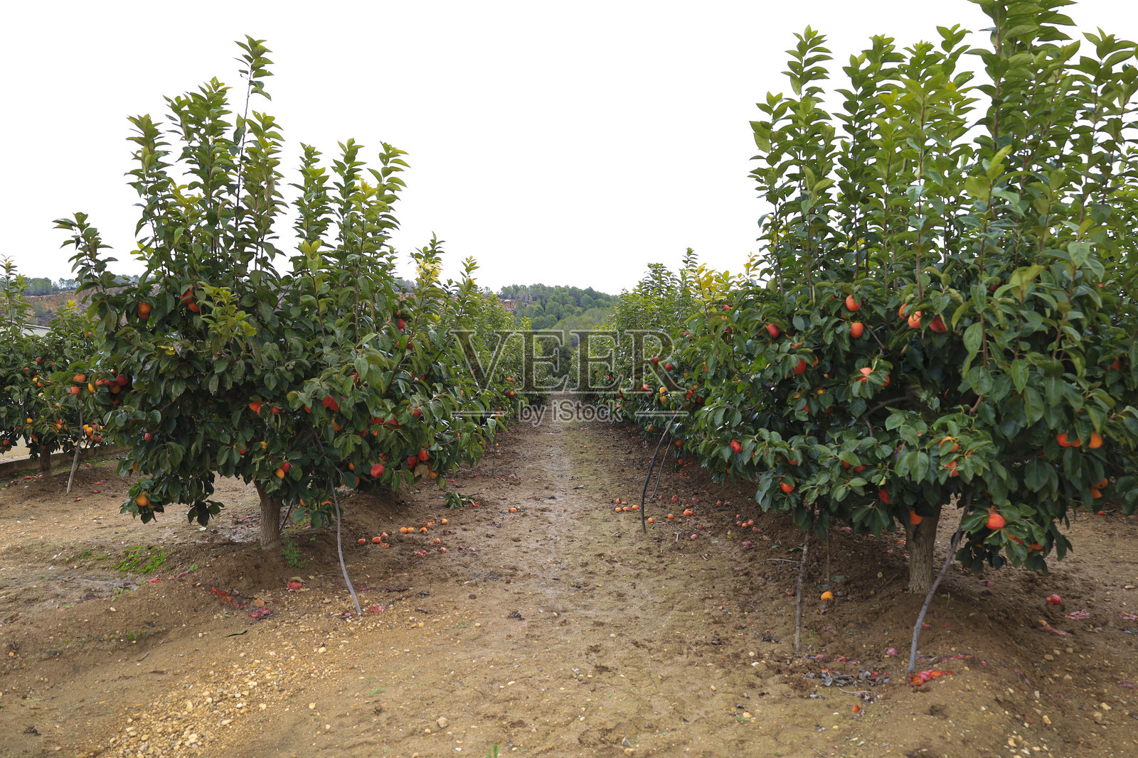 西班牙瓦伦西亚的柿子树种植园照片摄影图片