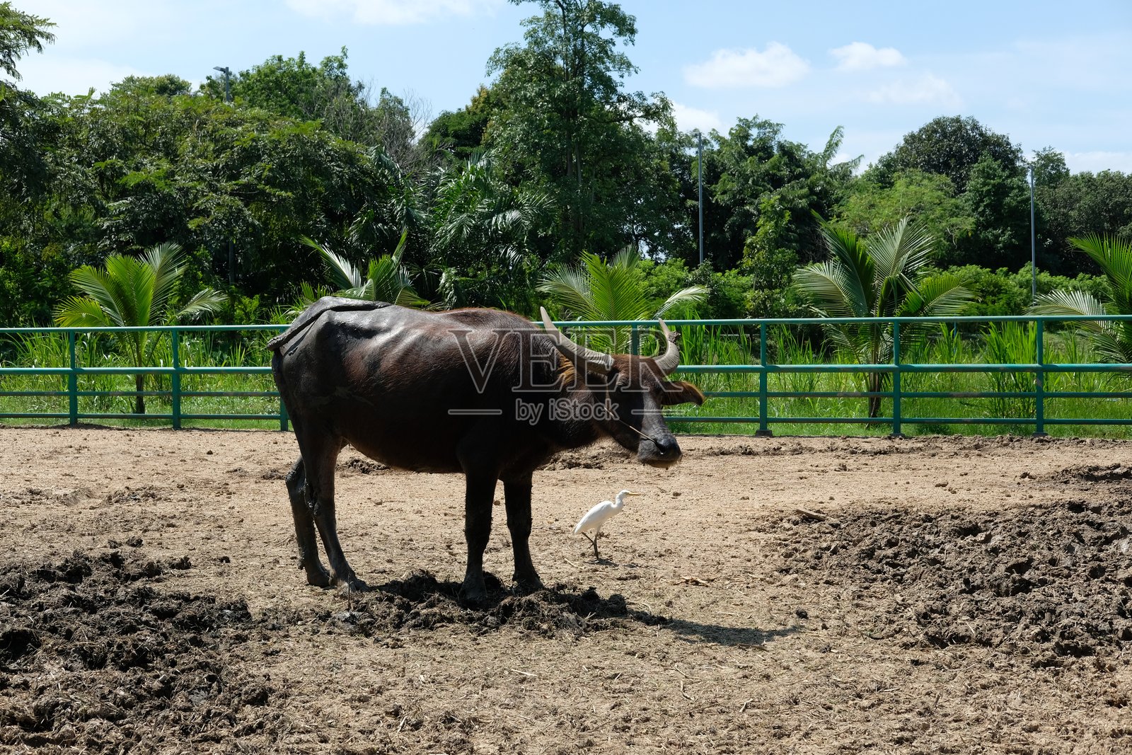 水牛和日常活动照片摄影图片