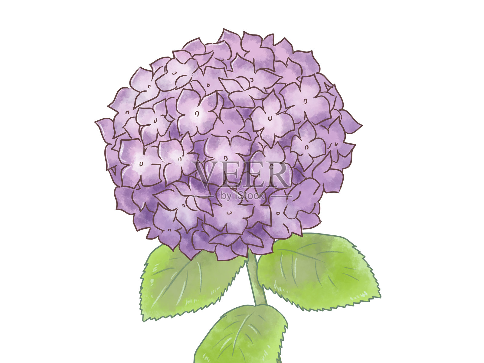 手绘水彩风格的绣球花插图照片摄影图片