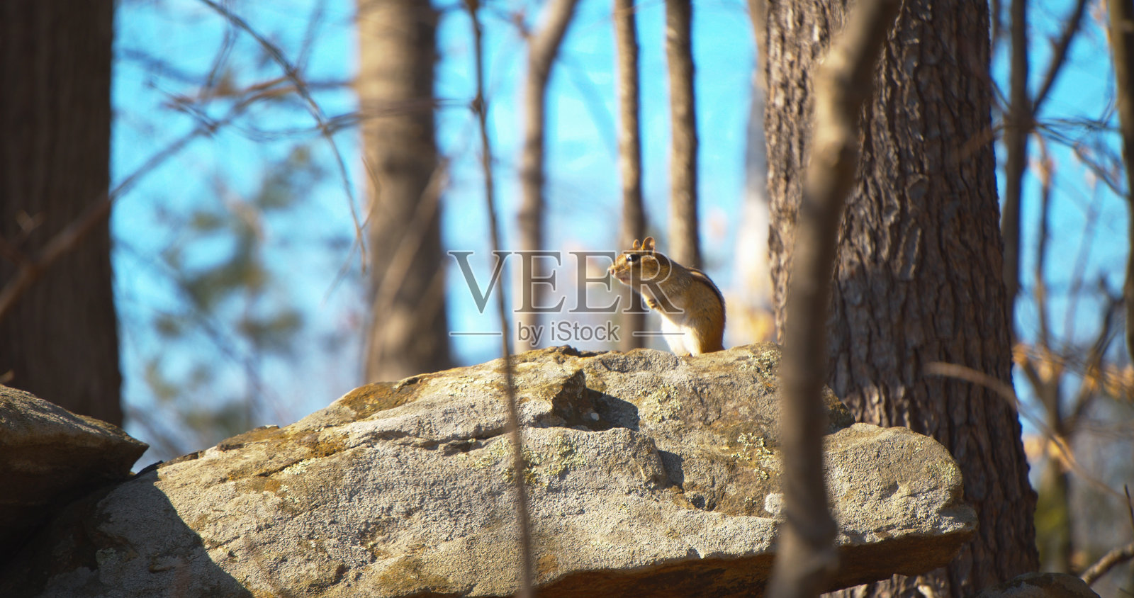 花栗鼠站在岩石上观察周围环境照片摄影图片