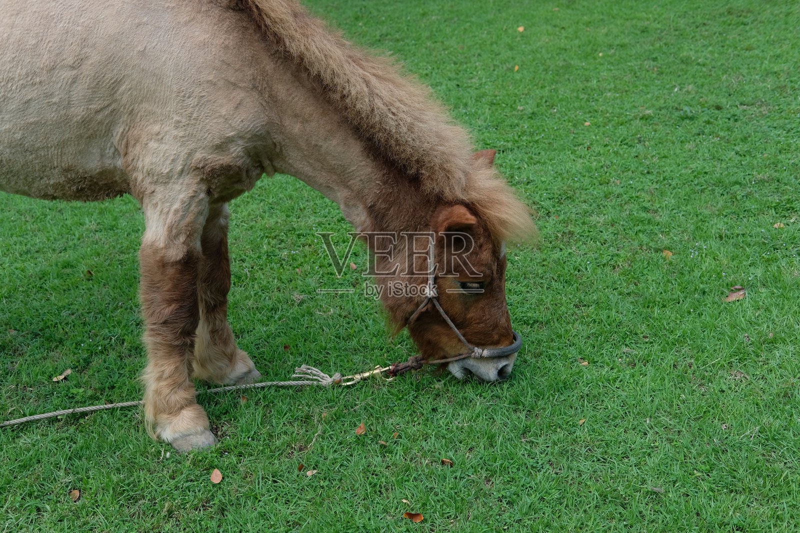 马在吃草及其日常行为照片摄影图片