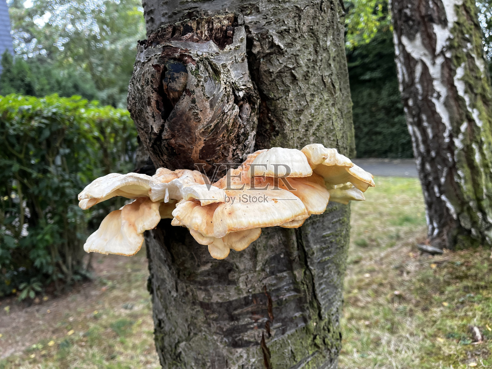 树干上生长着大型新鲜的树蘑菇照片摄影图片