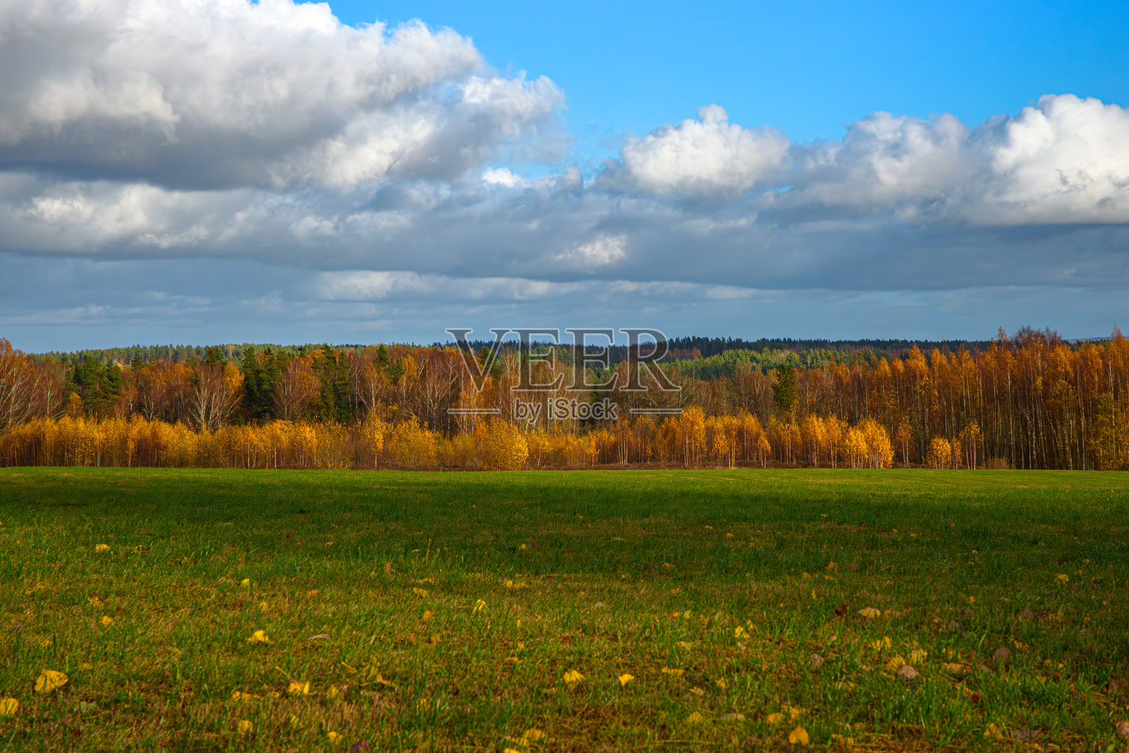 美丽的山谷,黄桦树在阴云密布的阳光明媚的日子里。照片摄影图片