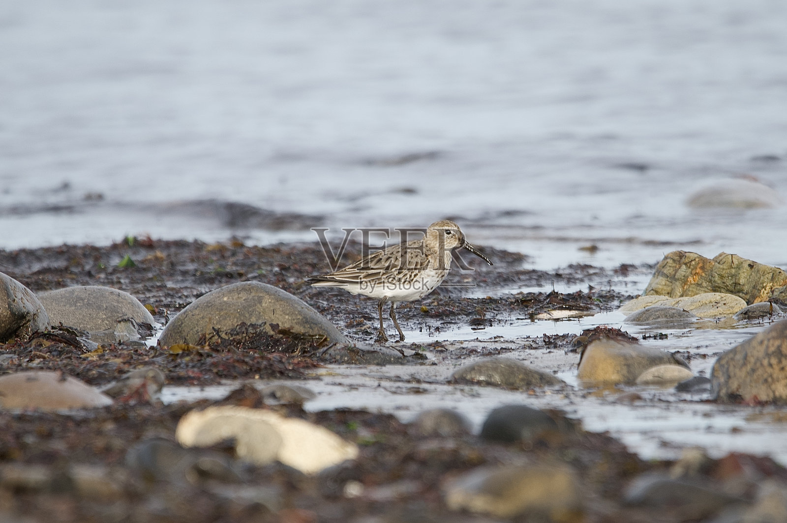 涉禽:黑尾巴鹬、沙鸻照片摄影图片