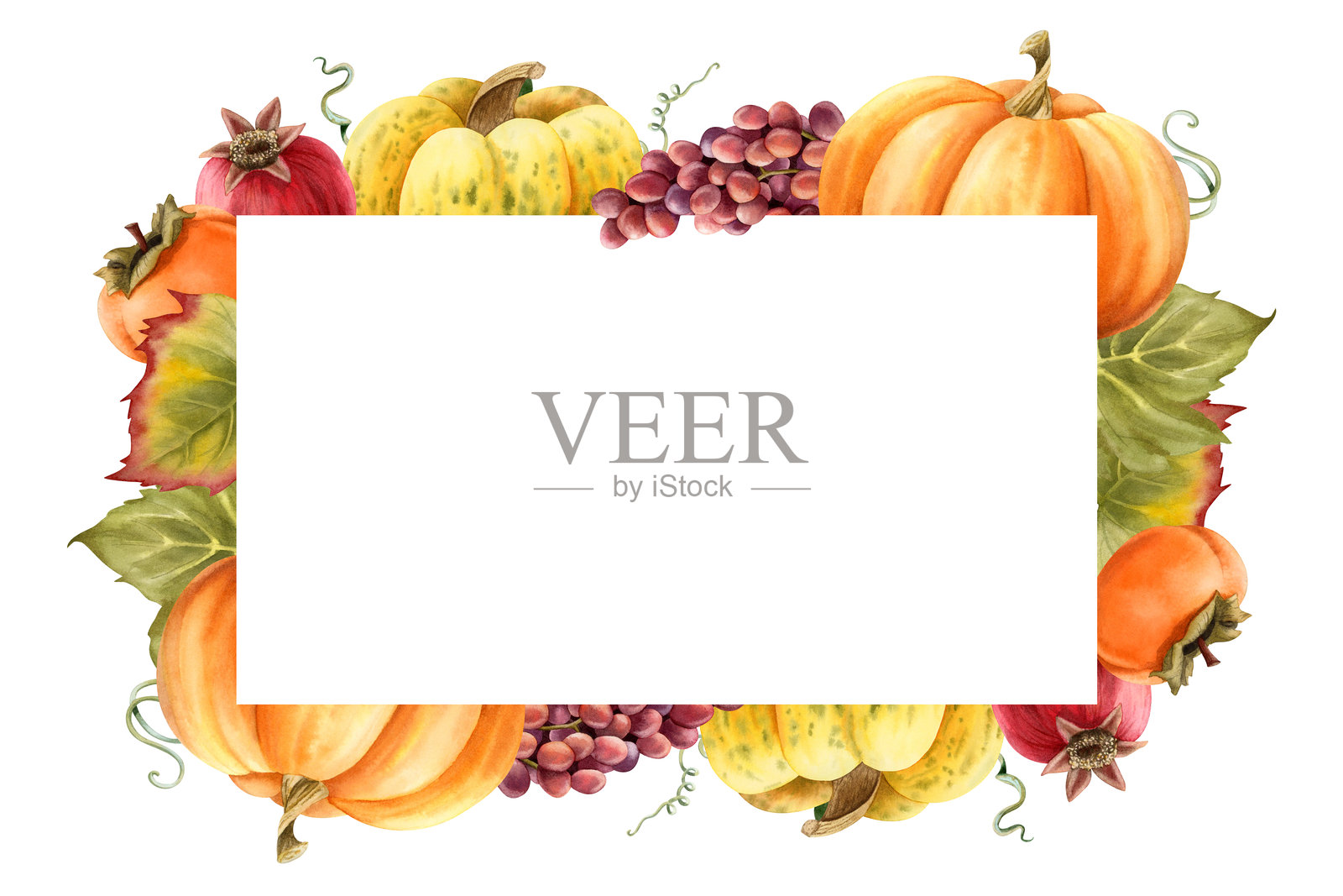成熟南瓜收获的横向框架水彩模板,适用于有机秋季食品设计。农场花园蔬菜和水果的独立插图,留有空白空间。秋季感恩节标签设计。照片摄影图片