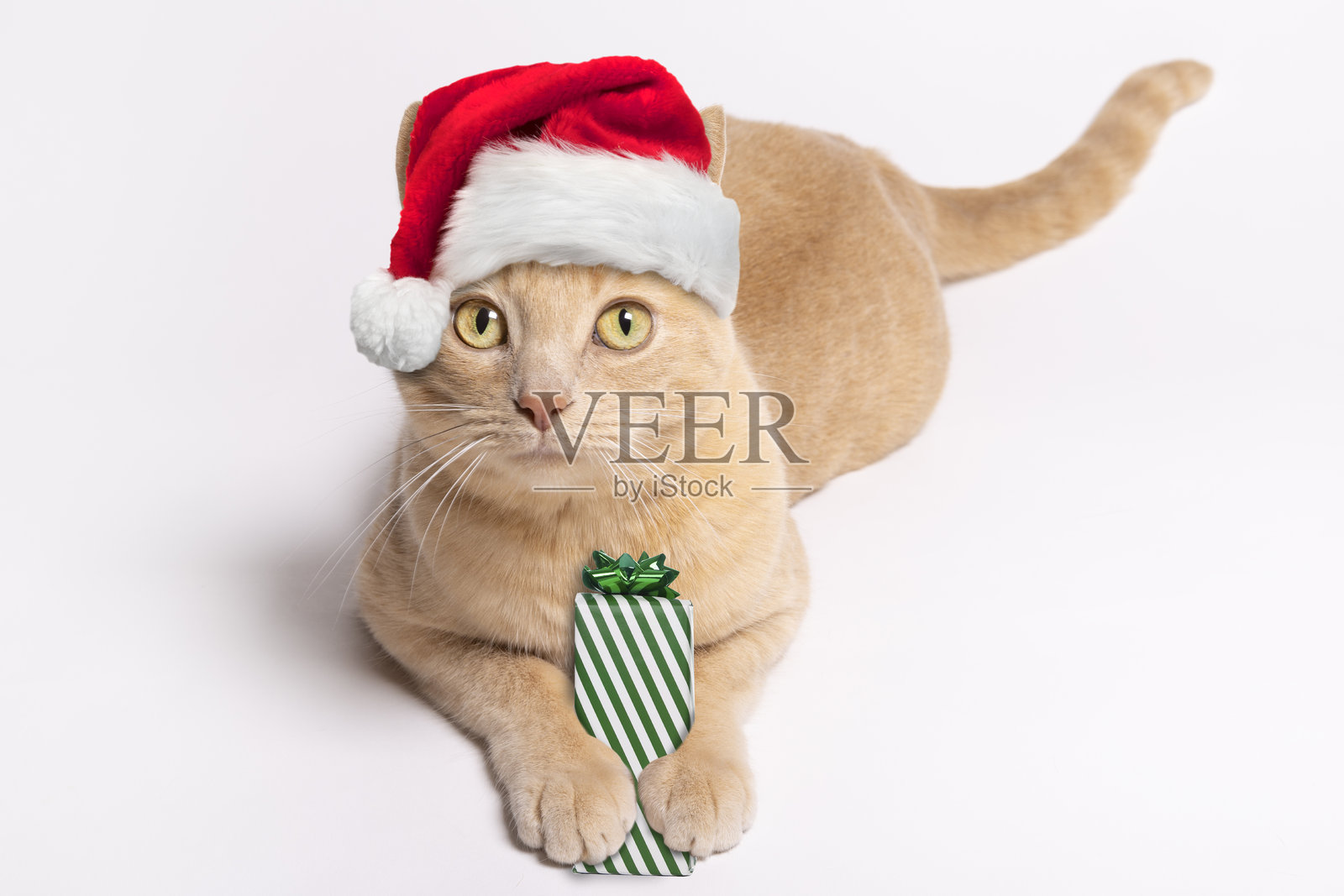 穿着圣诞老人帽子的橙色虎斑猫与礼物照片摄影图片
