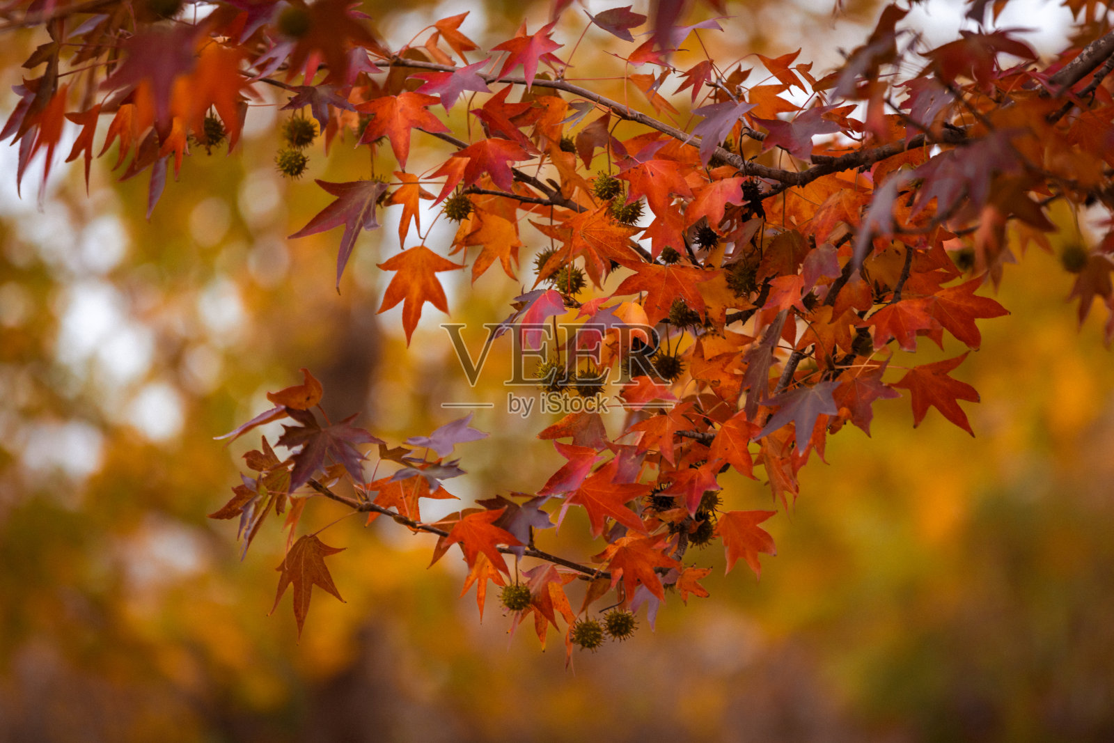自然中的秋天树叶。照片摄影图片