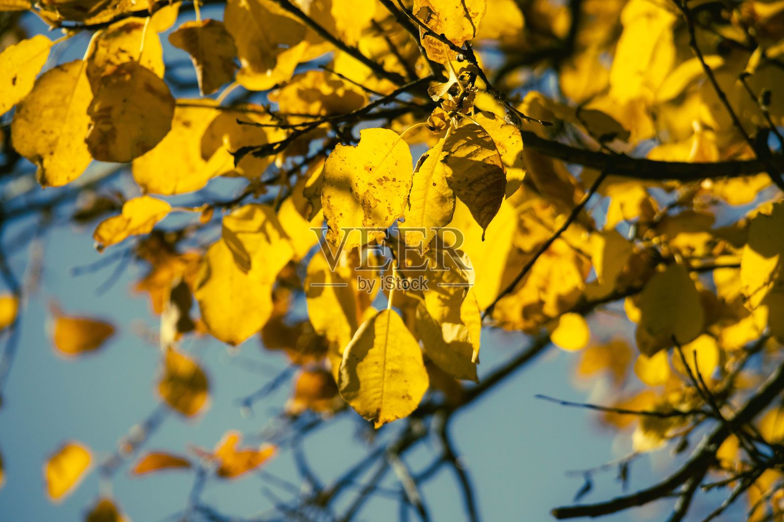 鲜艳的黄色秋叶映衬着蓝天照片摄影图片