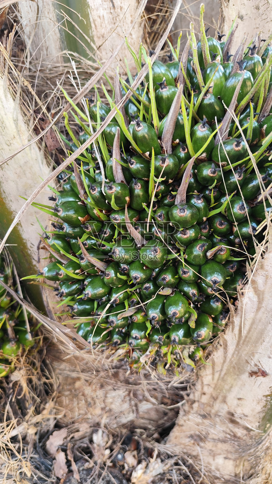 婆罗洲的绿色椰子油棕榈树照片摄影图片