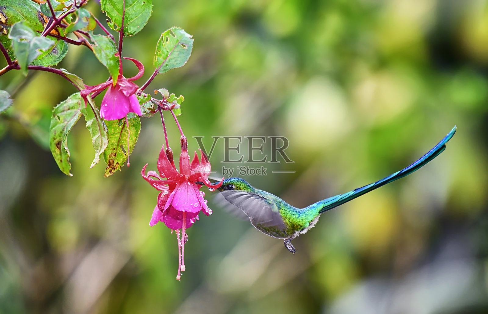 长尾丝蝶蜂鸟在花园中雨水覆盖的花朵上飞翔照片摄影图片