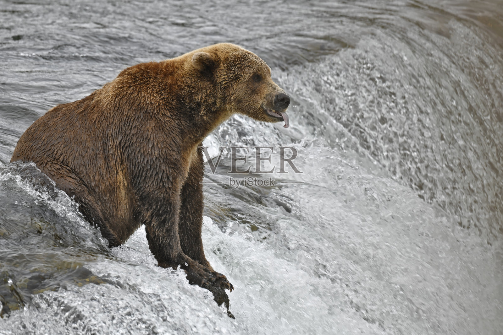 棕熊在阿拉斯加荒野中对着镜头做鬼脸照片摄影图片