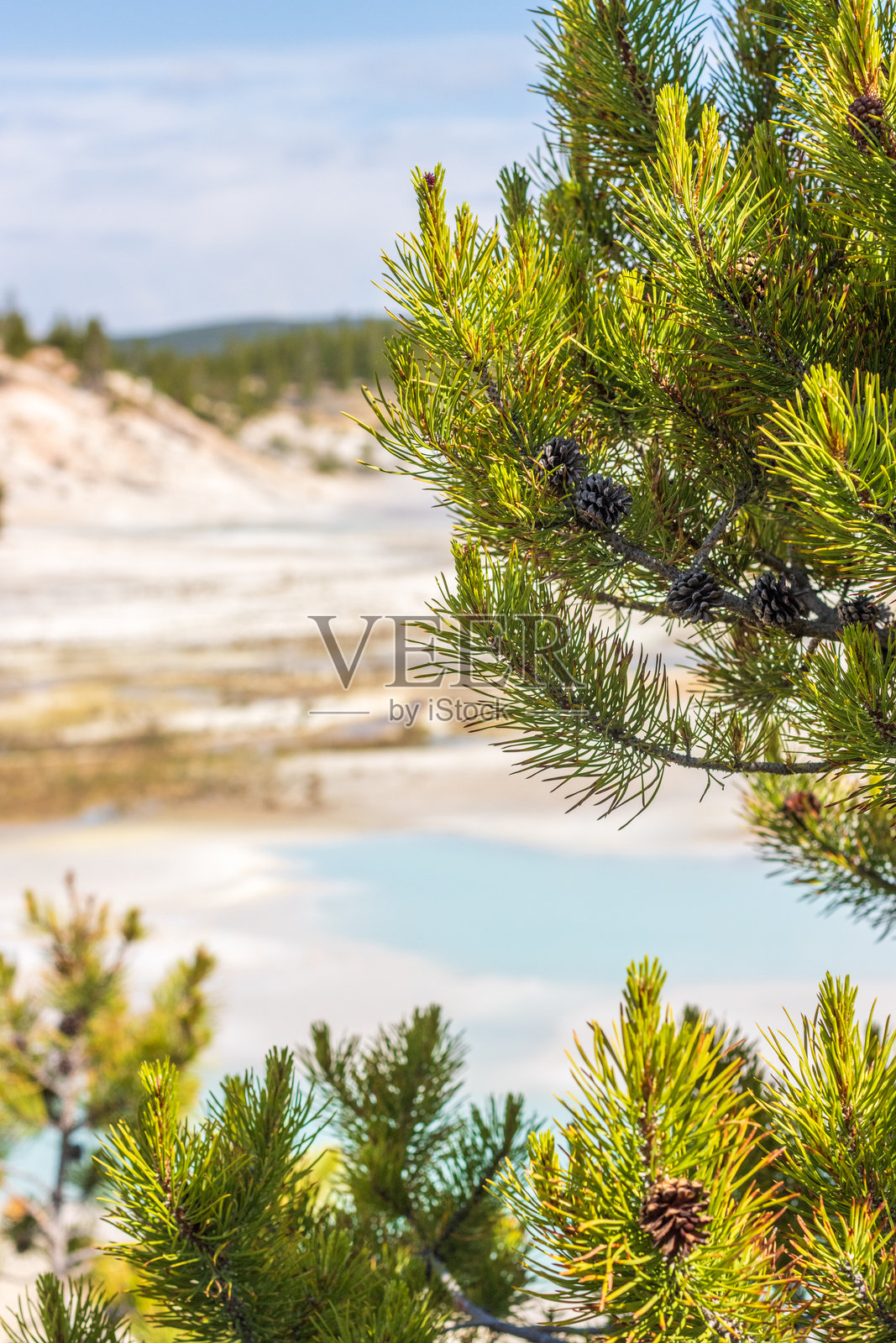 黄石国家公园瓷器盆地的 lodgepole 松照片摄影图片