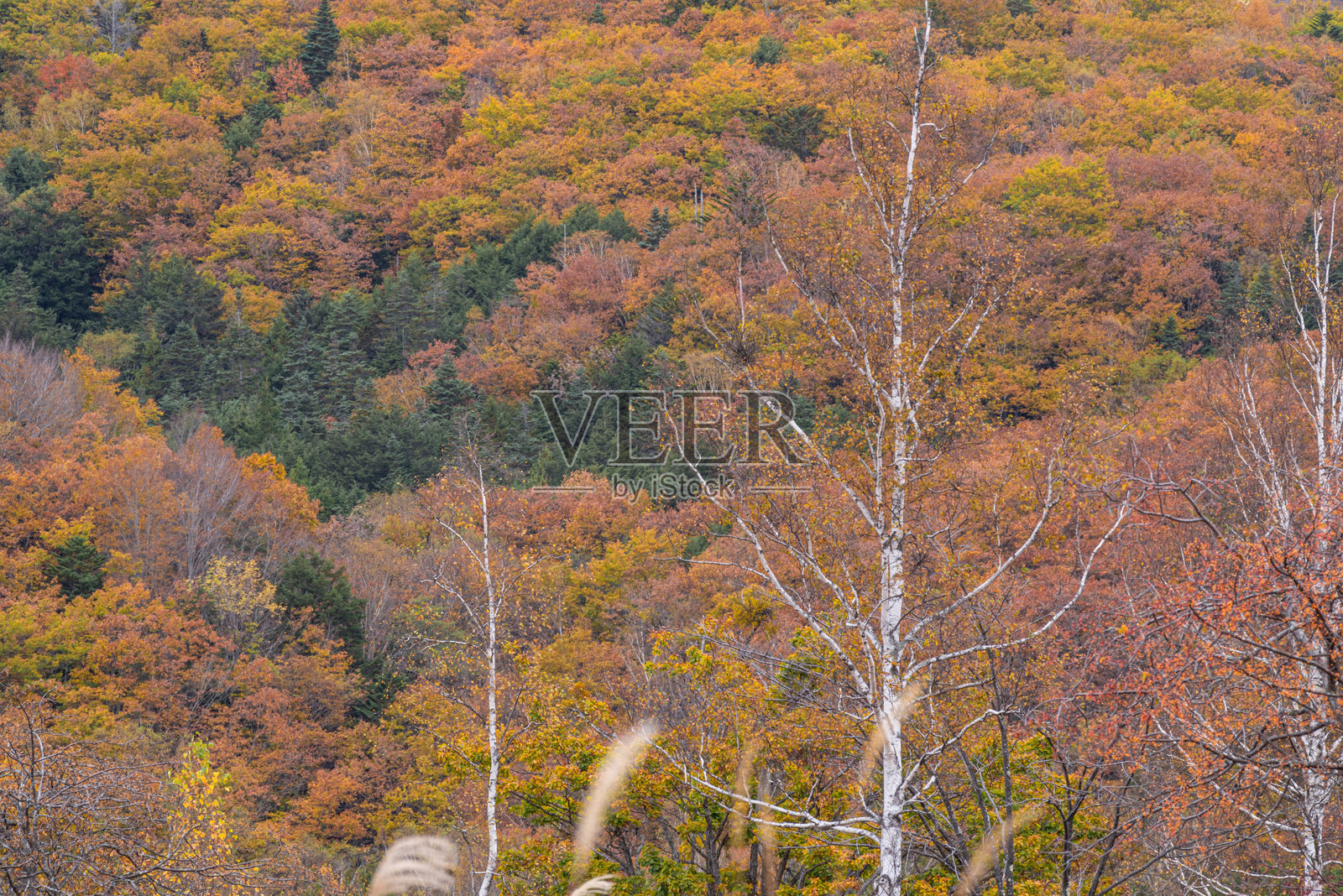 美丽的黄叶森林和白桦树干在乘鞍高原照片摄影图片