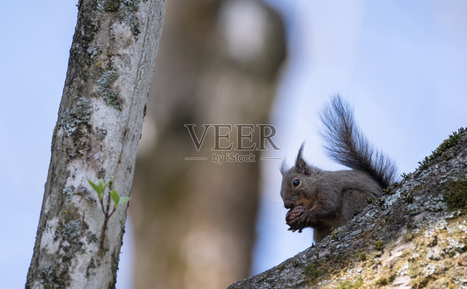 树上的日本松鼠照片摄影图片
