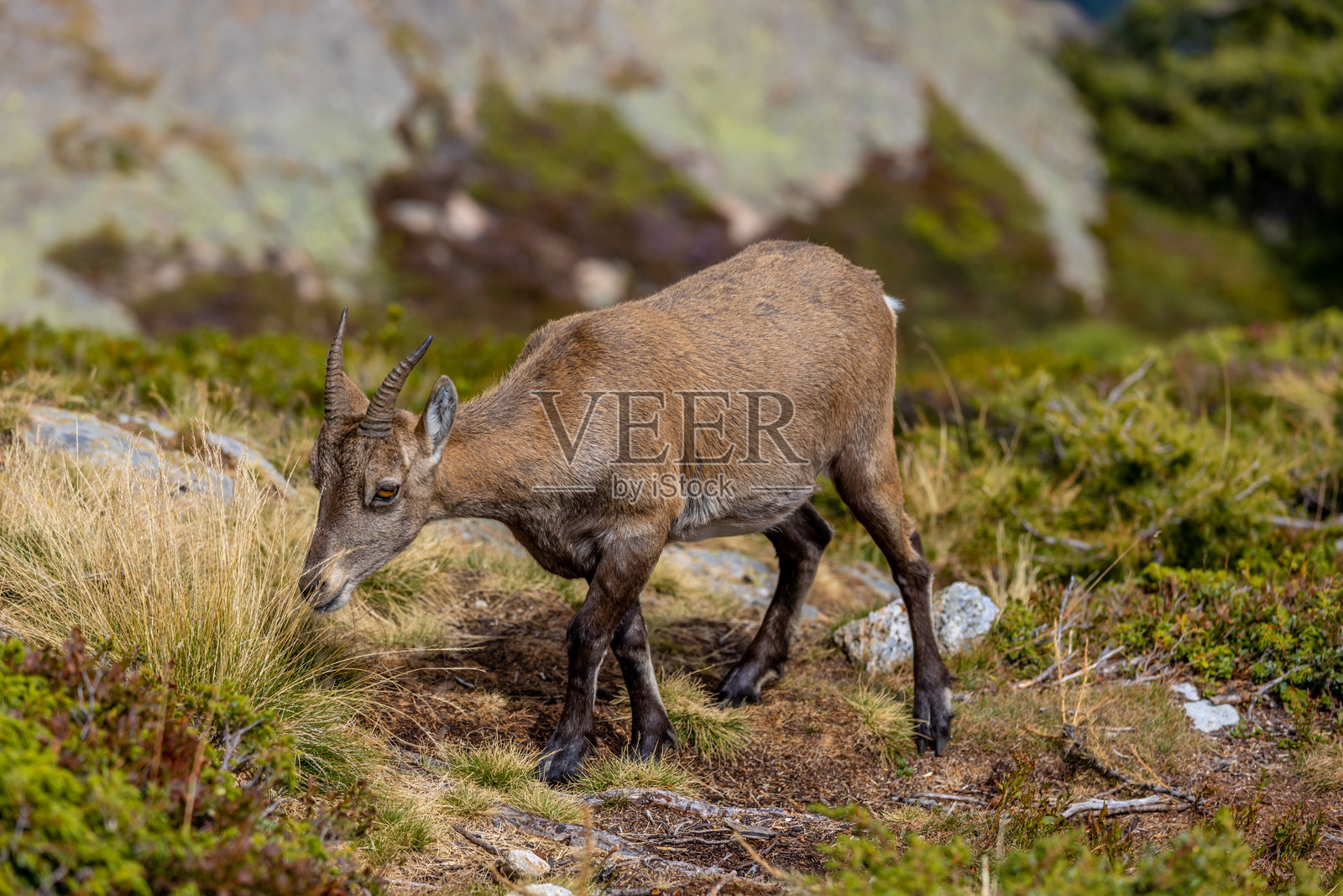阿尔卑斯山岩羊,学名Capra ibex,生活在阿尔卑斯山的欧洲山羊物种。照片摄影图片
