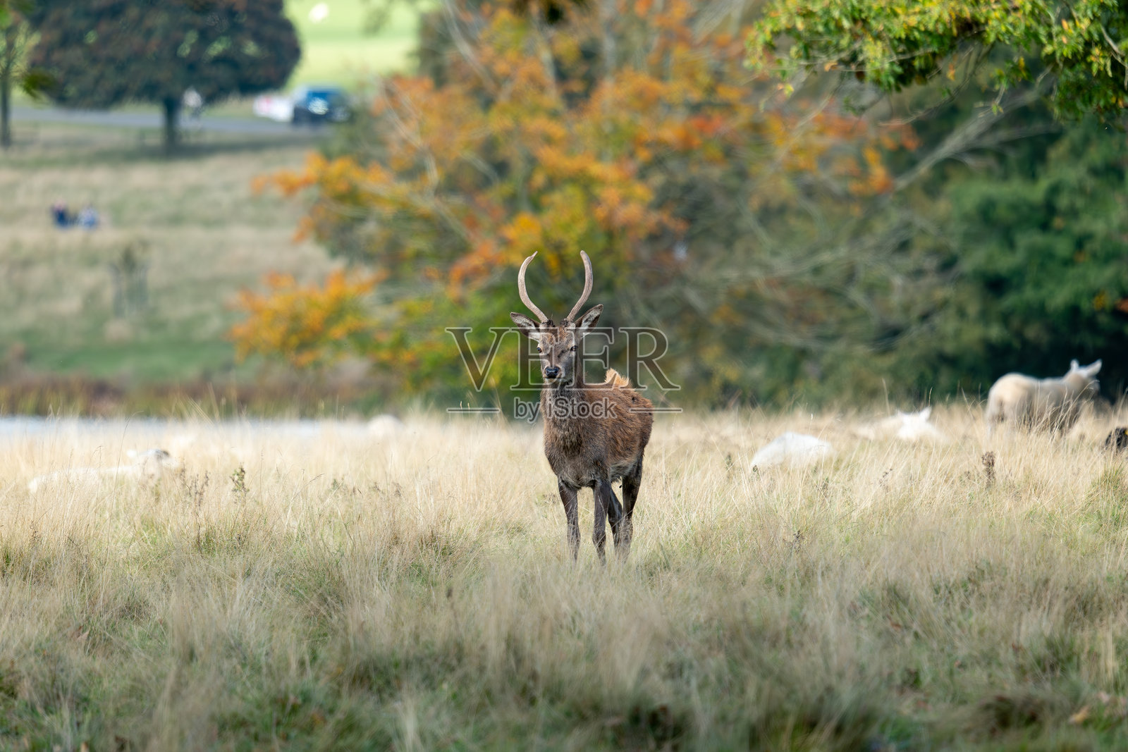一只年轻的红鹿雄鹿照片摄影图片