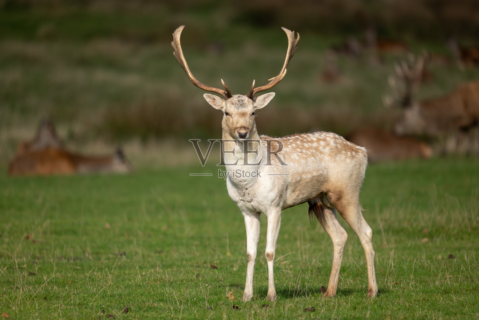 一群梅花鹿照片摄影图片