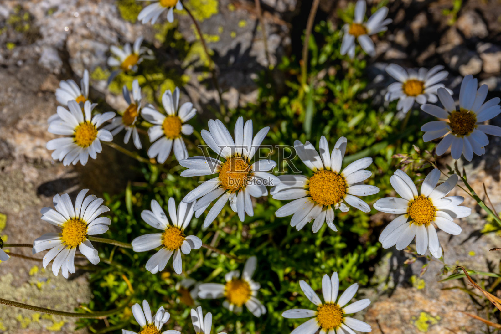 阿尔卑斯山谷中春夏盛开的花朵照片摄影图片