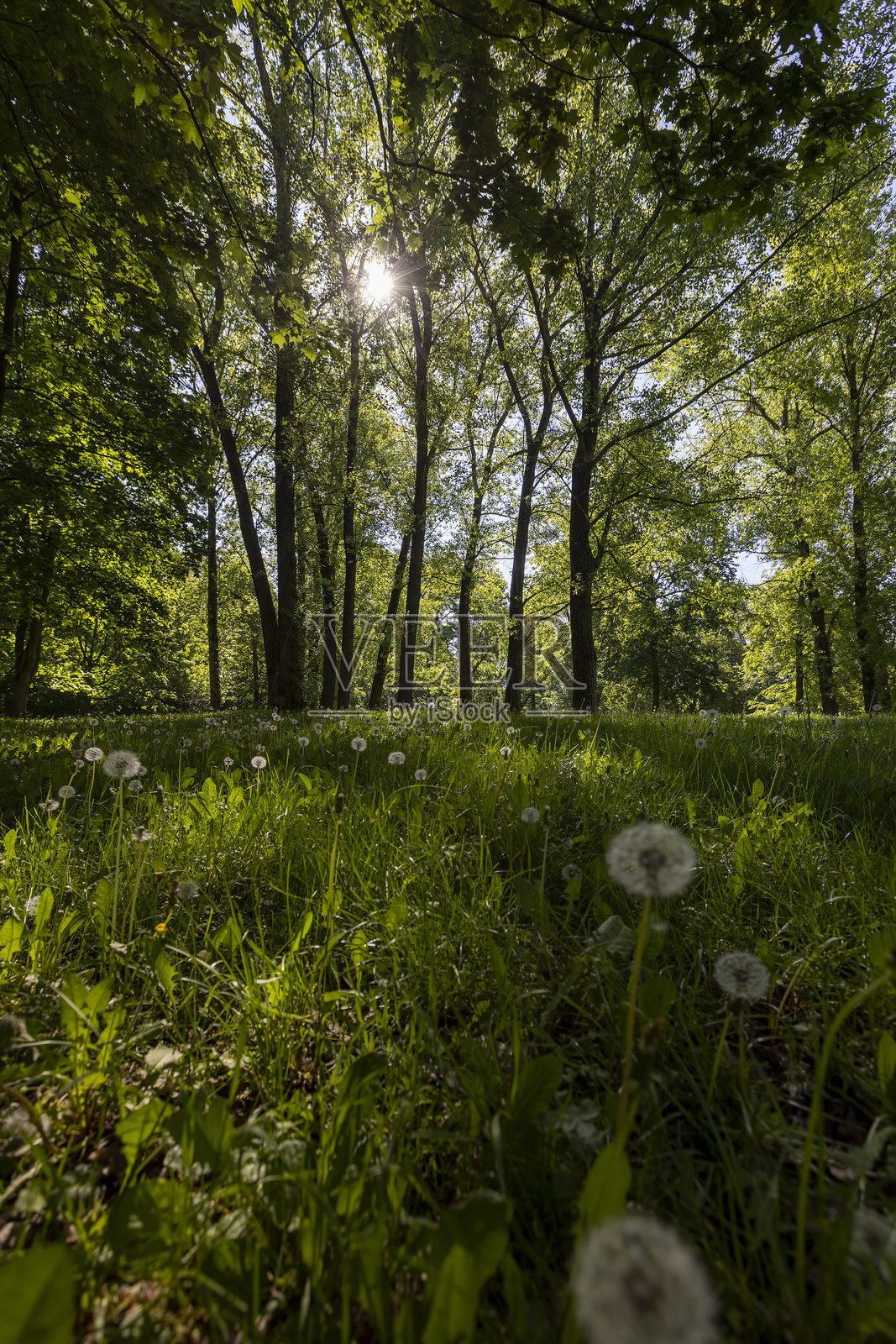 春天的树木与绿色草地和白色蓬松的蒲公英照片摄影图片