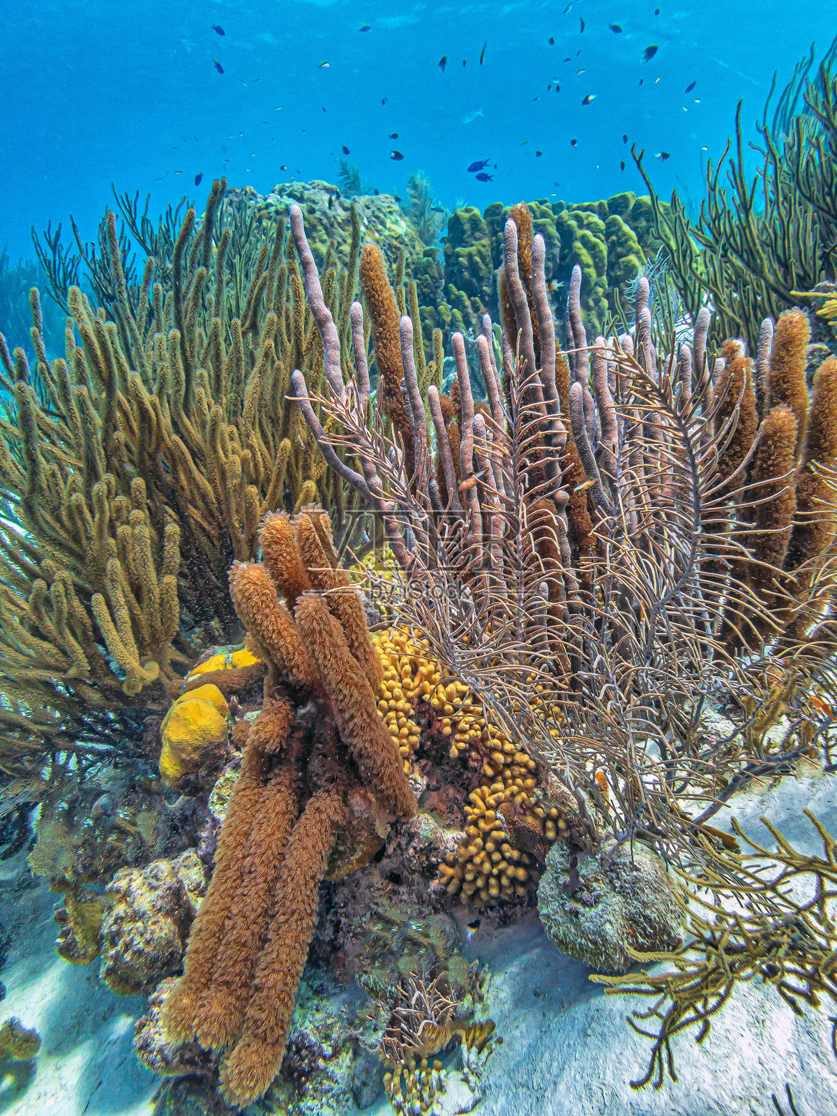 加勒比海珊瑚花园,博内尔照片摄影图片