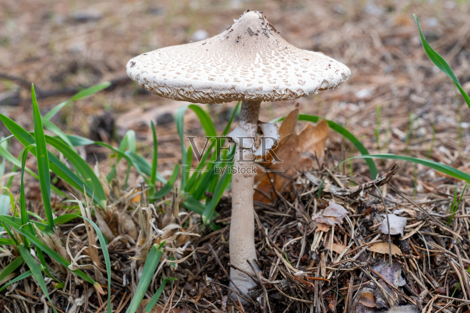 满是蘑菇的山脉照片摄影图片