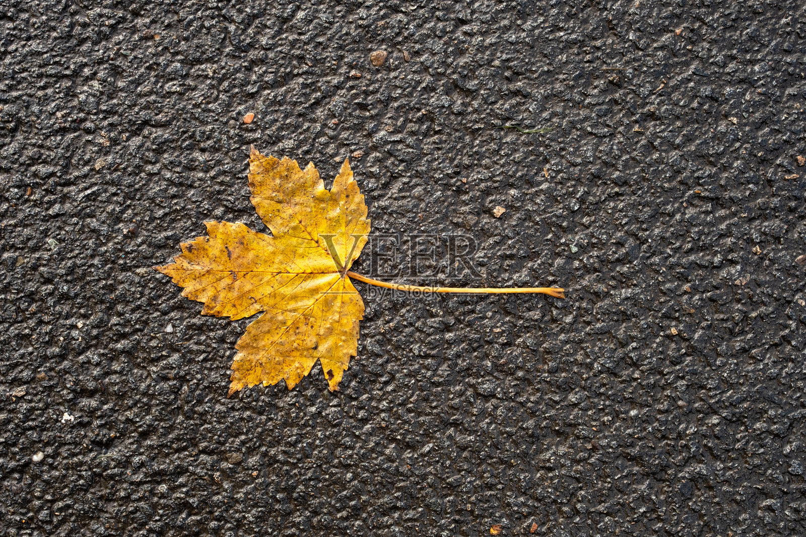 街道上的秋叶照片摄影图片