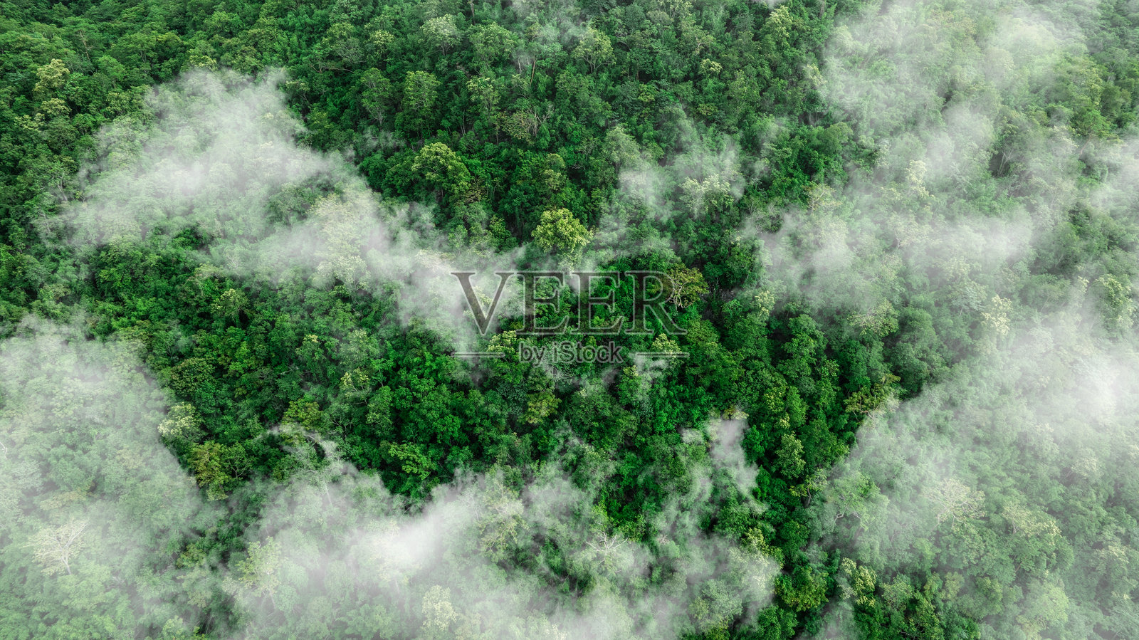 混合森林的鸟瞰图,绿色的落叶树与雾霭相伴。热带雨林丰富的自然生态系统概念与保护和自然再造林有关。照片摄影图片