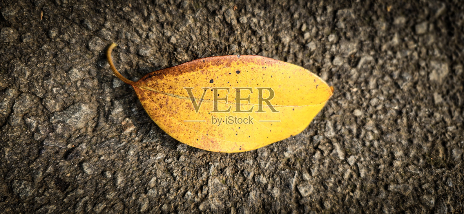 明亮的干橙色至浅棕色的叶子静静地躺在背景上,展示出复杂的脉络和纹理,象征着秋天的美丽与变化。照片摄影图片