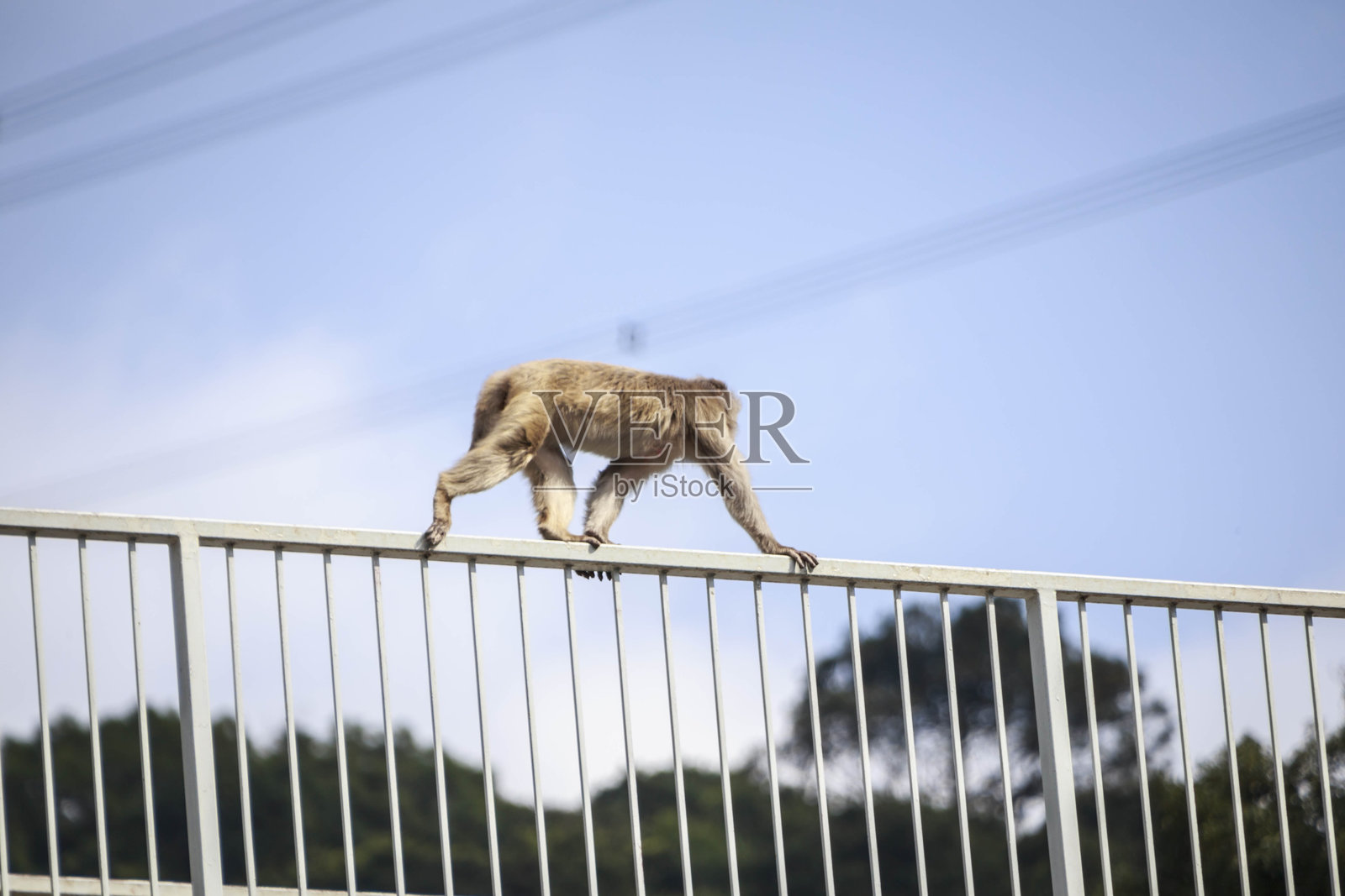 猴子在城市环境中的栅栏上保持平衡照片摄影图片