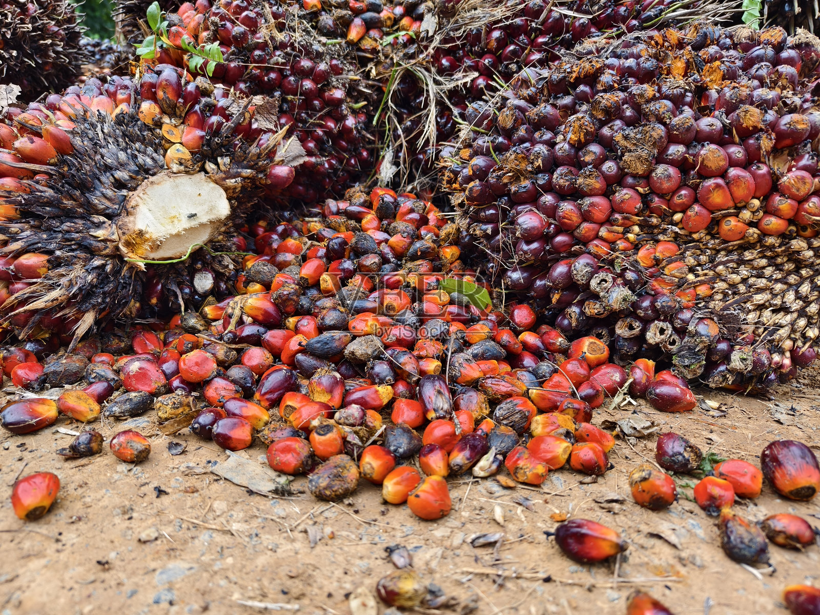 油棕种子(果实)特写照片摄影图片