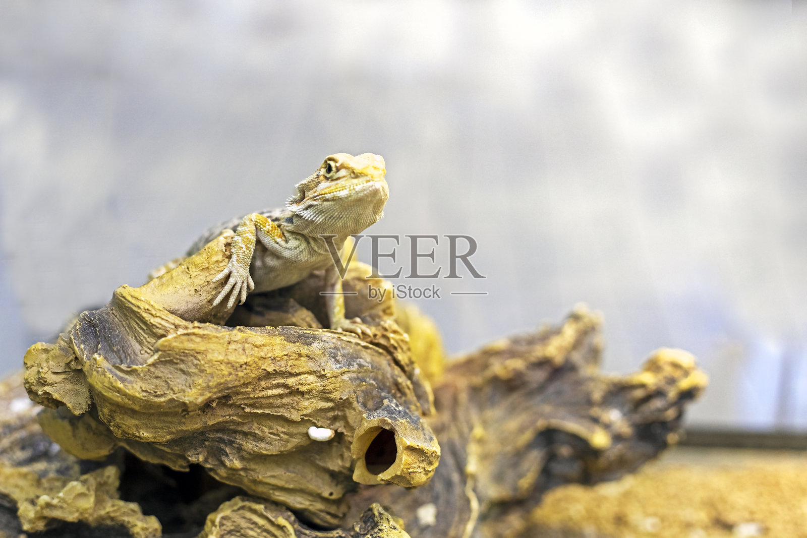 变色龙坐在玻璃箱里。照顾两栖动物照片摄影图片