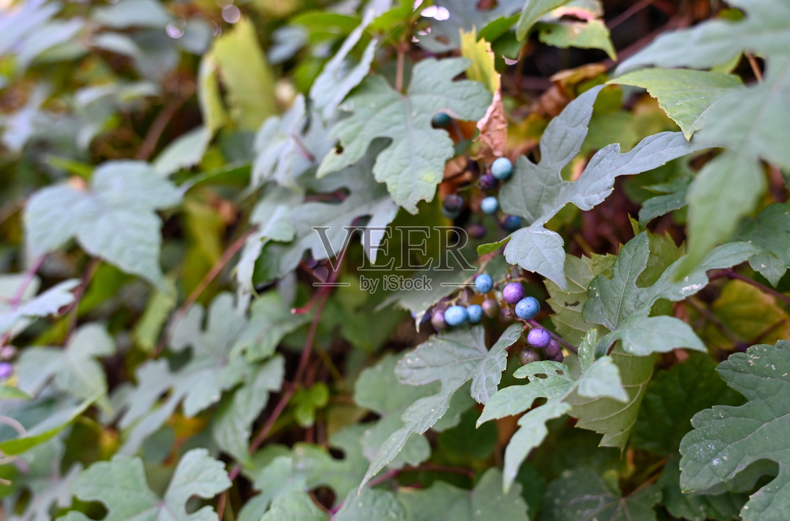 自由州立公园的秋季浆果照片摄影图片