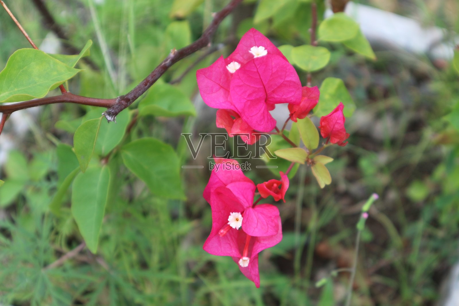 美丽形状和色彩的九重葛花照片摄影图片