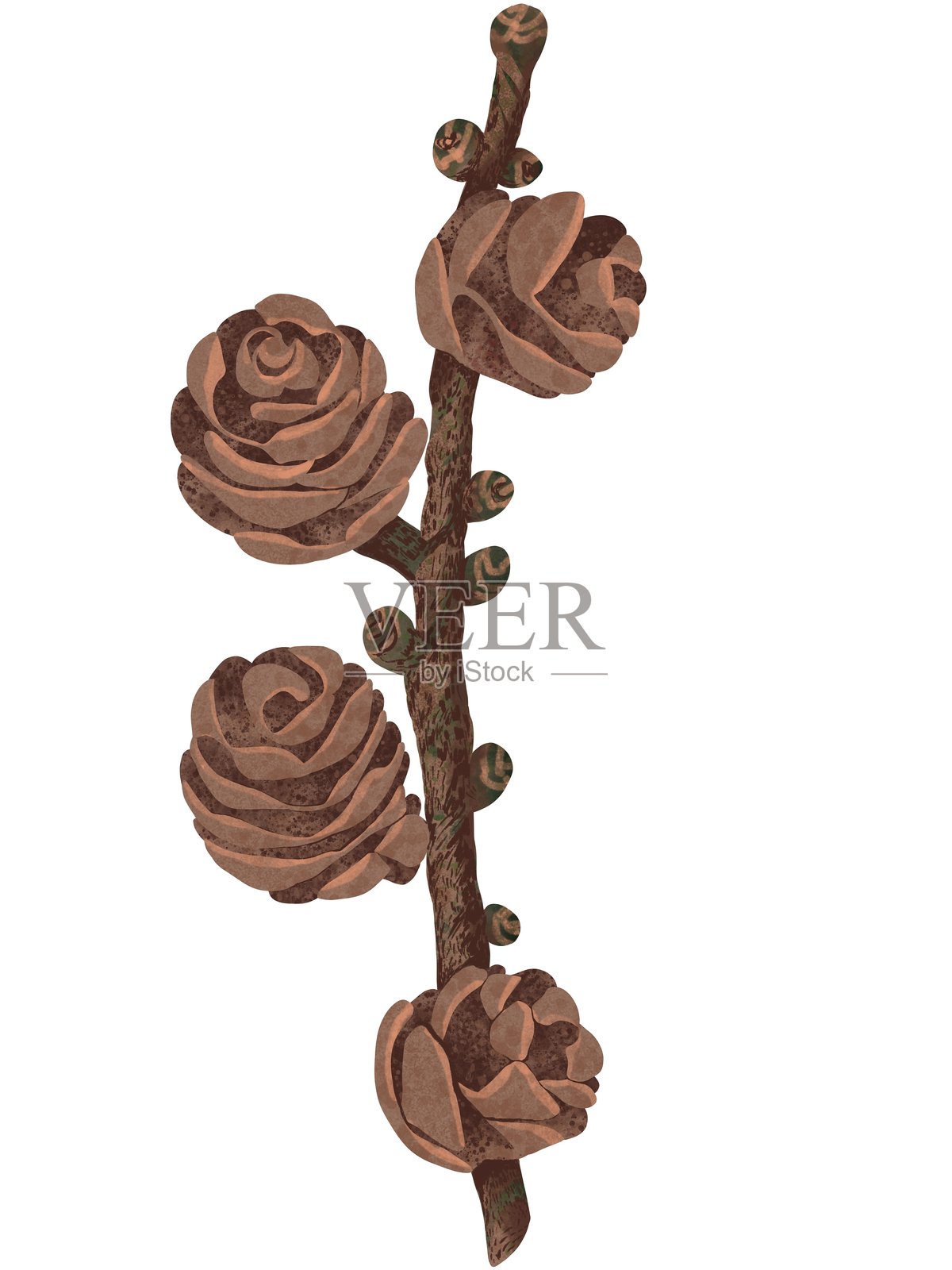 树枝上的松果水彩画与白色背景。圣诞新年装饰。植物水彩画照片摄影图片