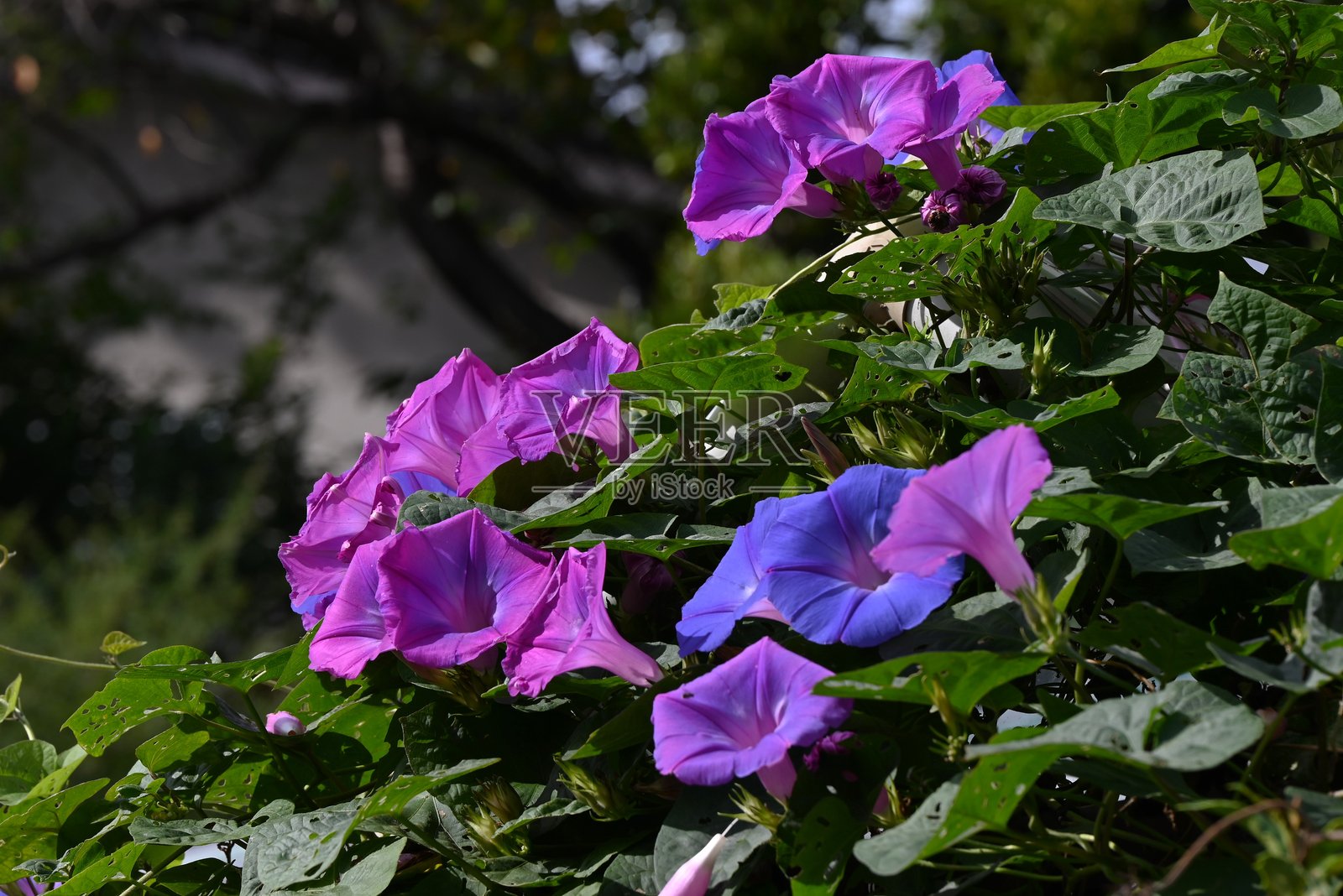 蓝色喇叭花(Ipomoea indica)花。旋花科多年生藤本植物照片摄影图片