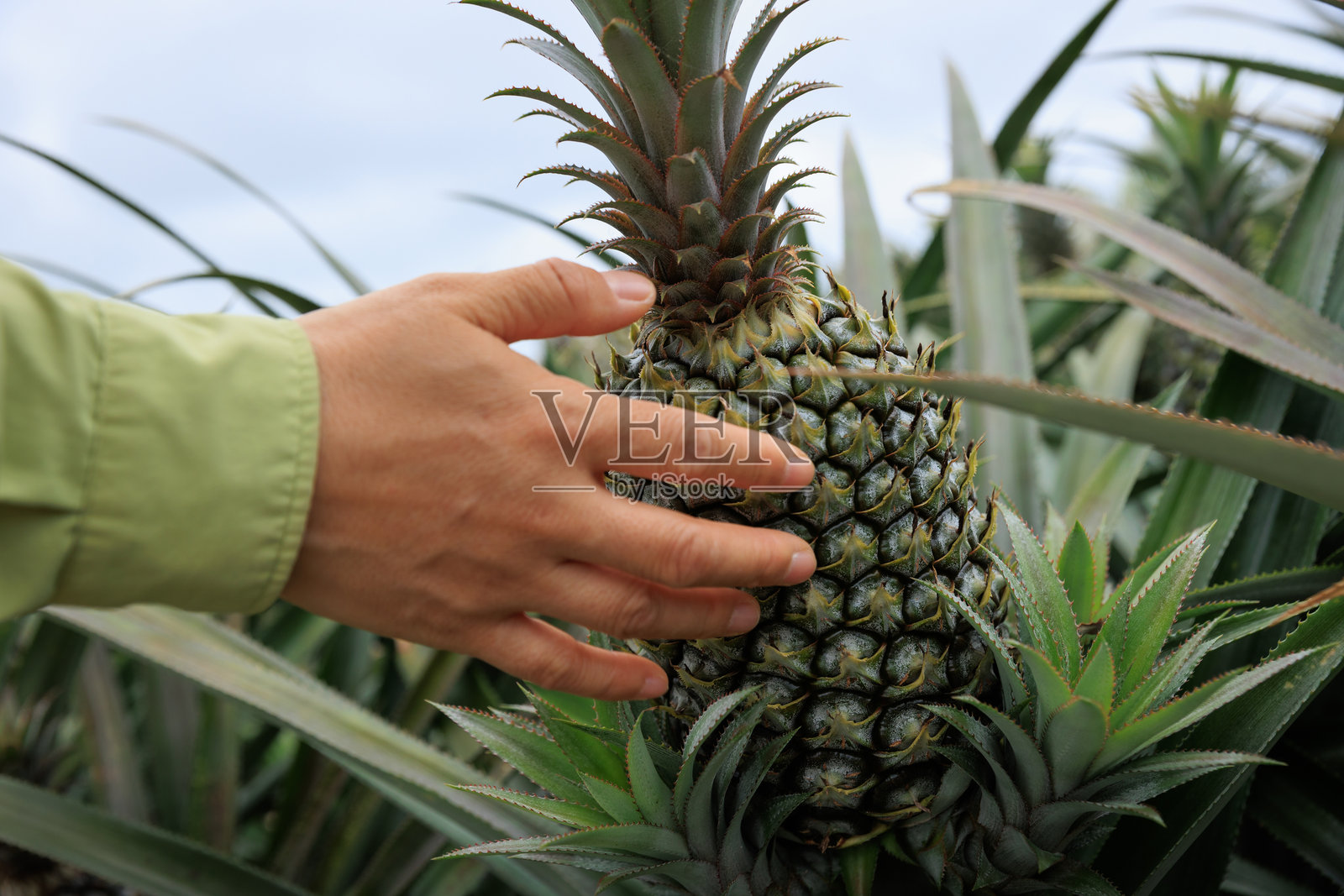 菠萝在花园的树上生长照片摄影图片