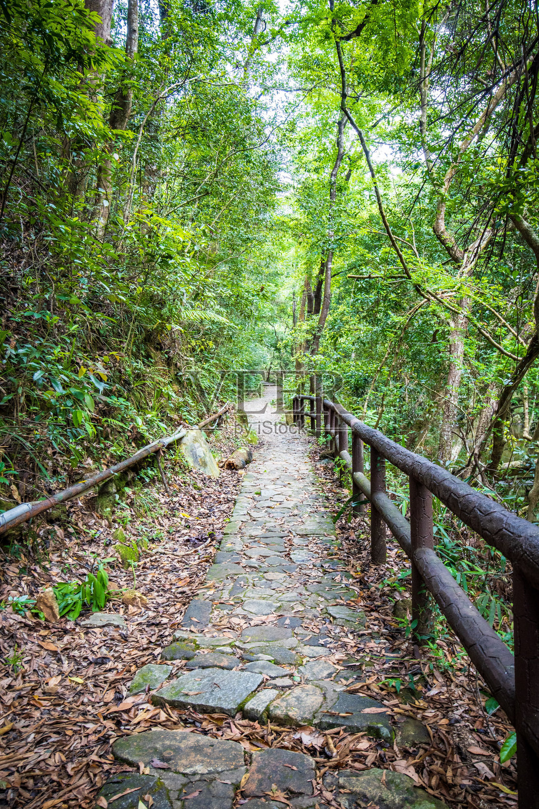 宁静的森林小径穿过郁郁葱葱的绿植和石阶照片摄影图片