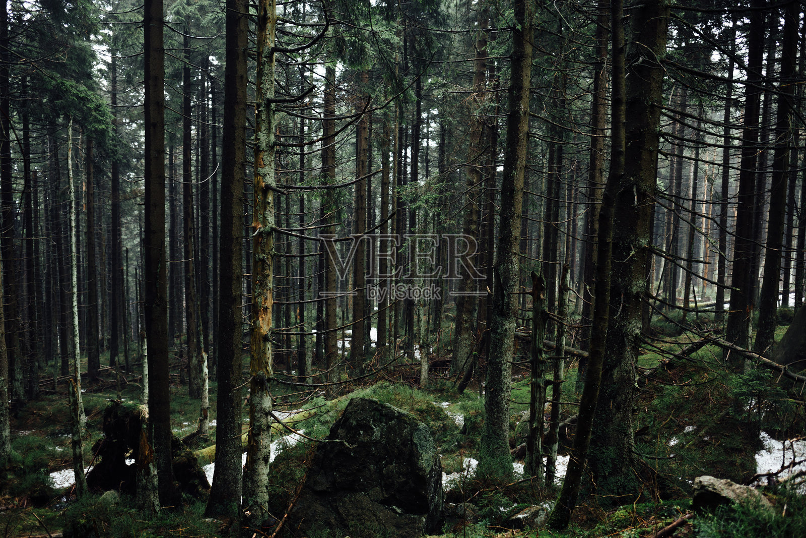 森林中的树木景观照片摄影图片