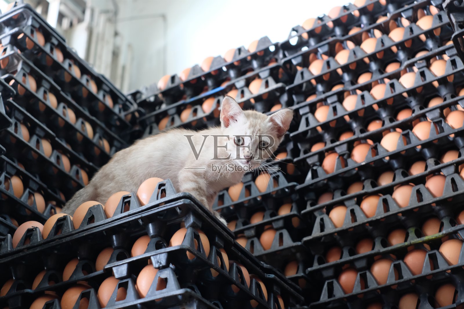 商店里蛋 carton 堆上的猫照片摄影图片