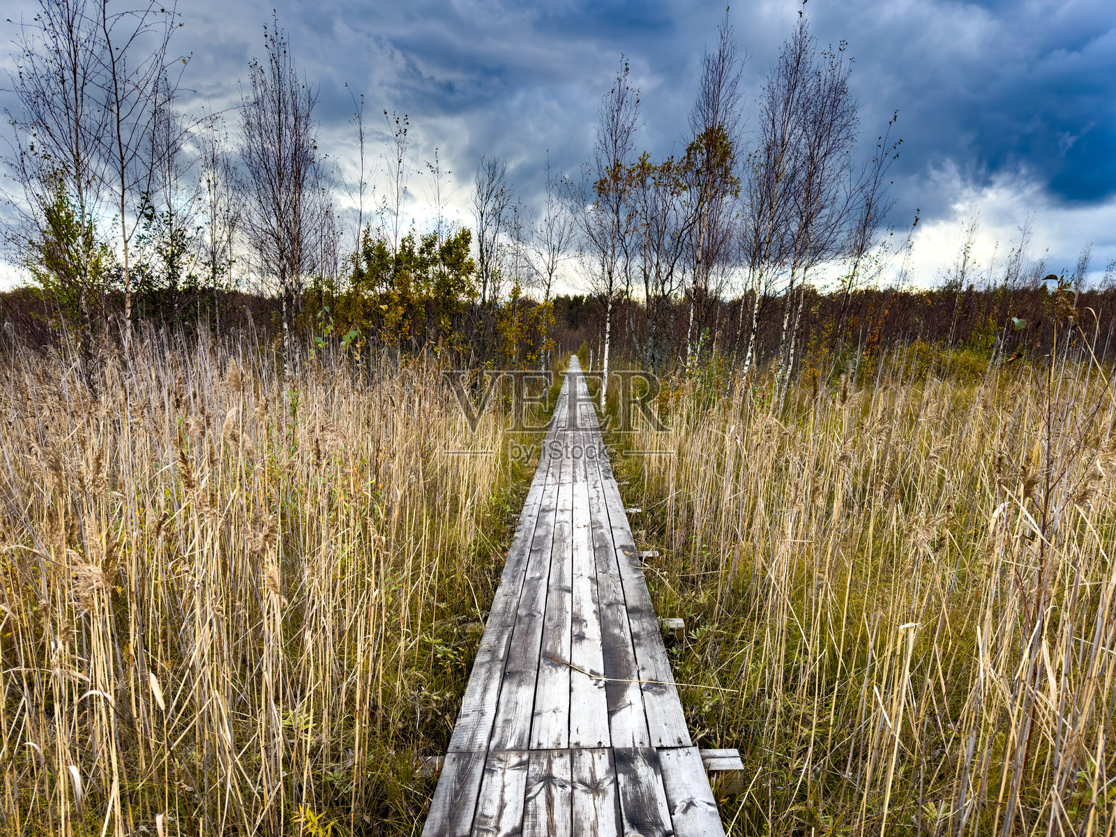 木栈道穿过高高的草丛,映衬着戏剧性的天空照片摄影图片