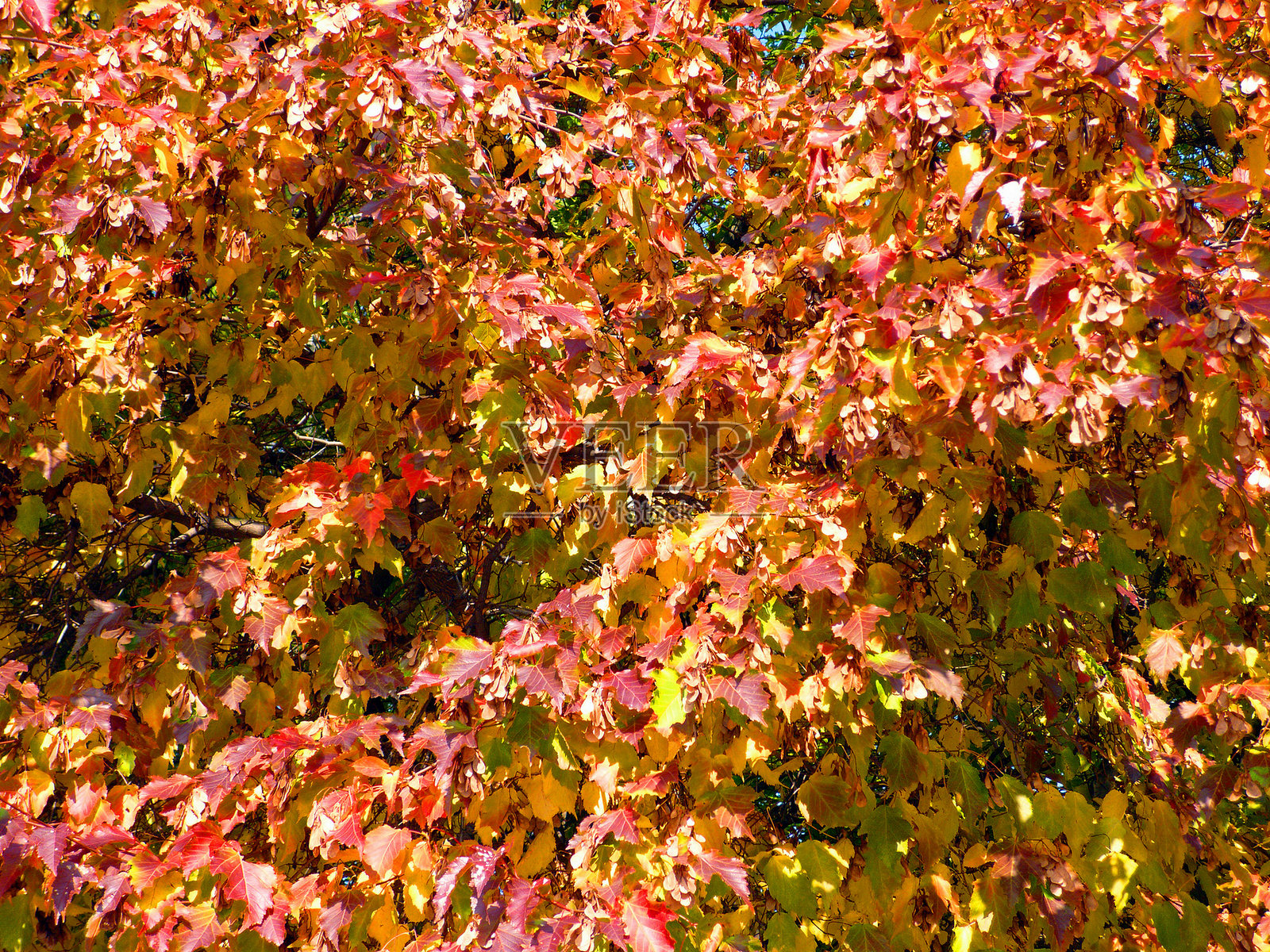 秋天的桦树照片摄影图片