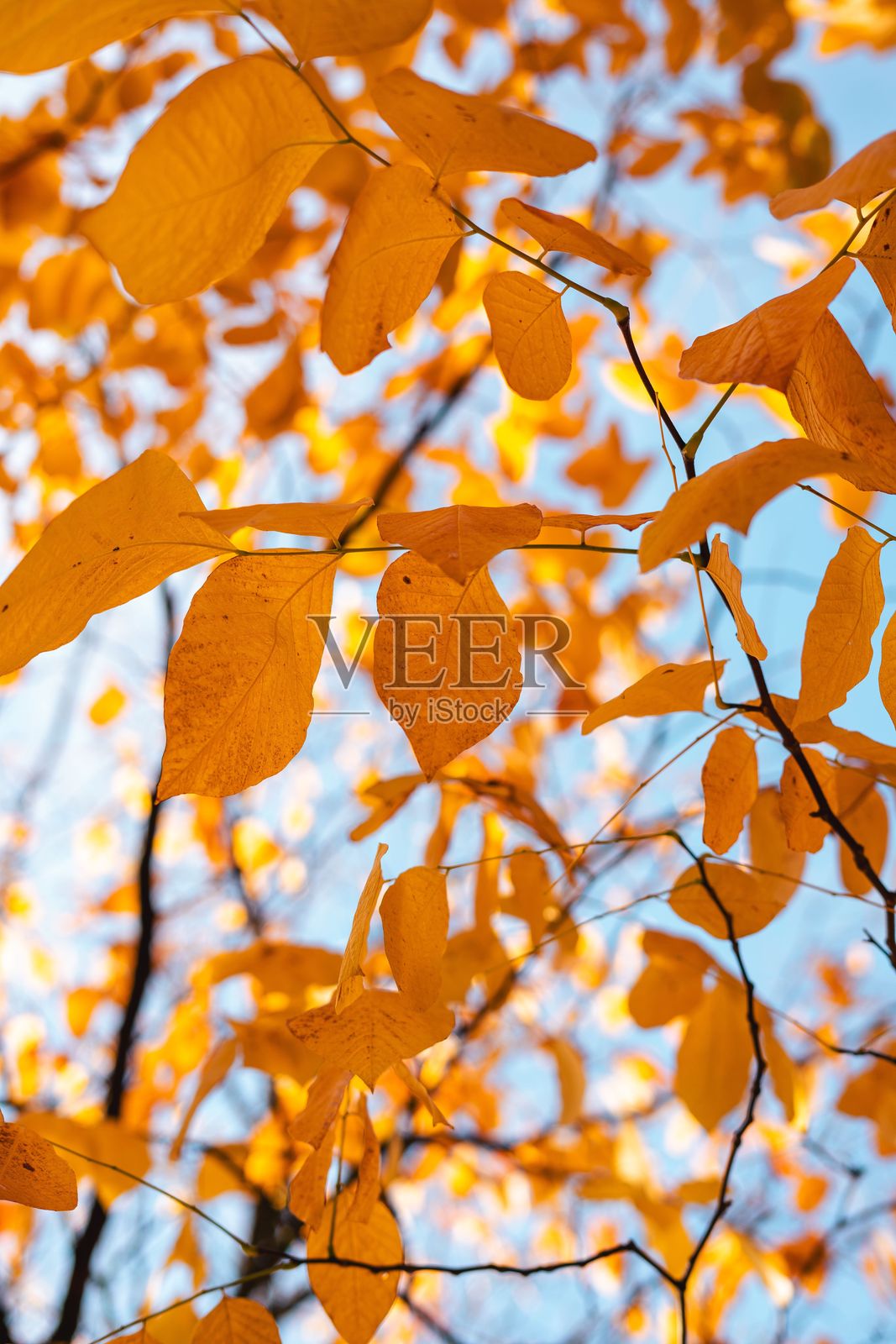 蓝天映衬下的秋叶照片摄影图片