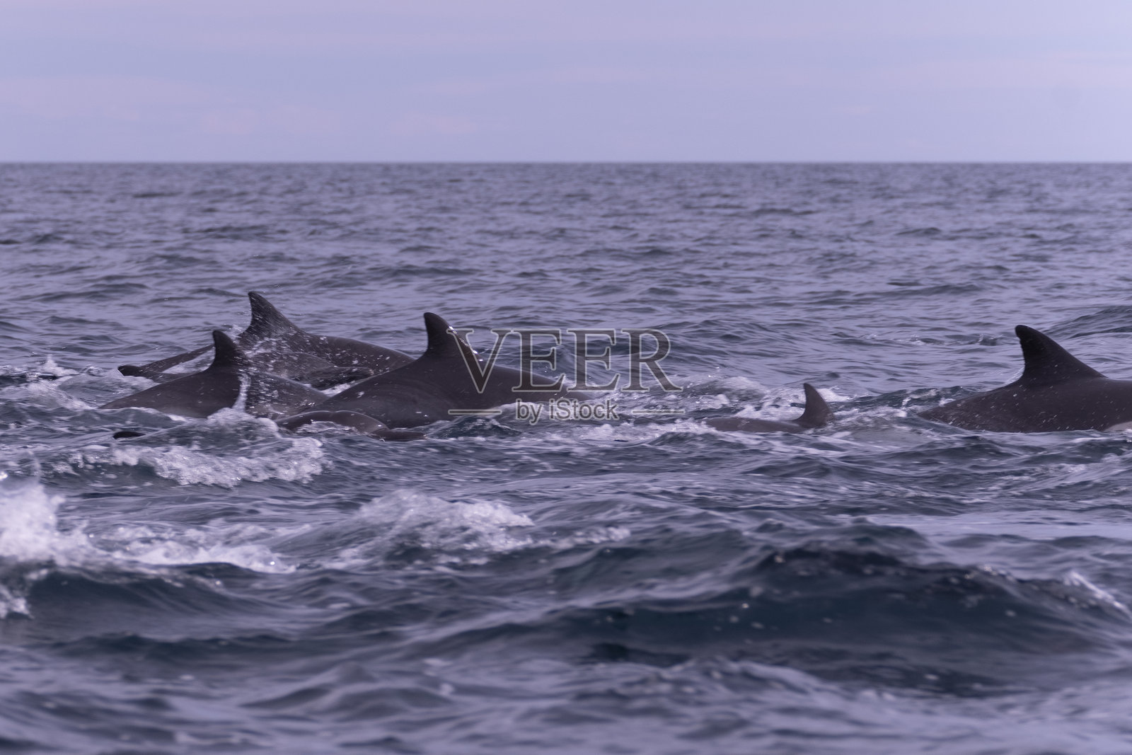 在墨西哥下加利福尼亚州游泳的野生海豚照片摄影图片